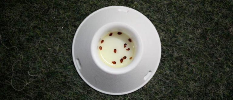 Как вывести клопов из квартиры навсегда